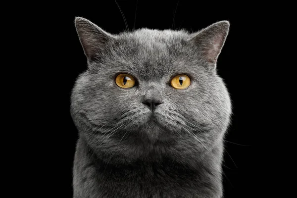 Retrato Gato Cinza Abreviado Britânico Com Grande Rosto Largo Fundo — Fotografia de Stock