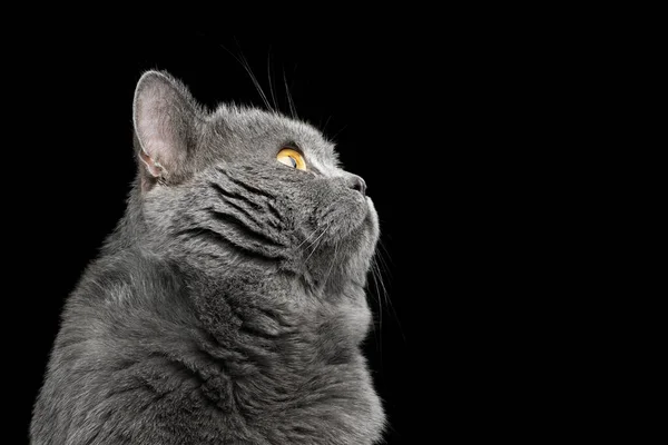 Portrét Britské Krátkosrsté Šedé Kočky Vzhlížející Izolované Černé Pozadí Profil — Stock fotografie