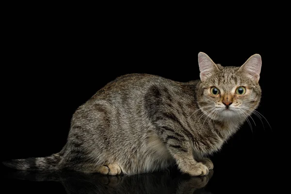 Katze Mit Ungewöhnlich Breiter Nase Auf Isoliertem Schwarzem Hintergrund Liegend — Stockfoto