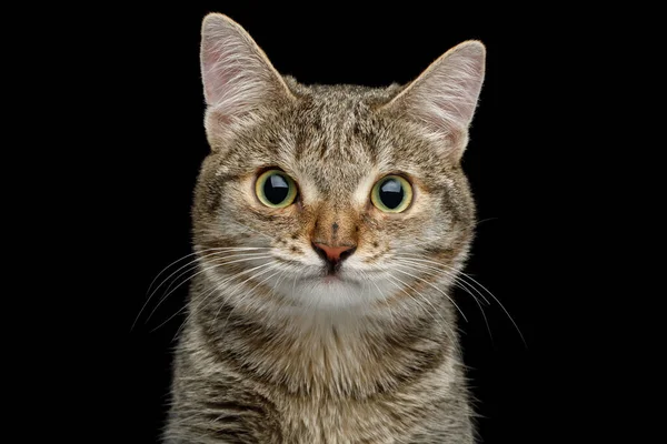 広い鼻を持つ珍しい猫の肖像 隔離された黒の背景にカメラを見て フロントビュー — ストック写真