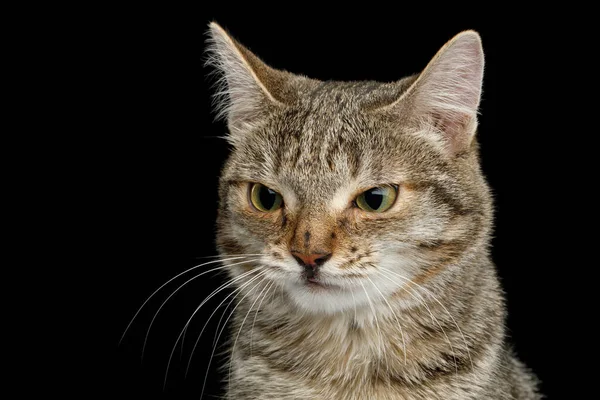 Porträt Einer Ungewöhnlichen Katze Mit Breiter Nase Starre Verdächtige Auf — Stockfoto