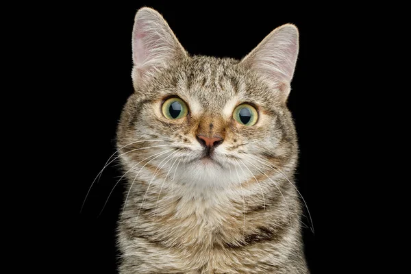 広い鼻で異常な猫の肖像画 隔離された黒の背景に好奇心 フロントビュー — ストック写真