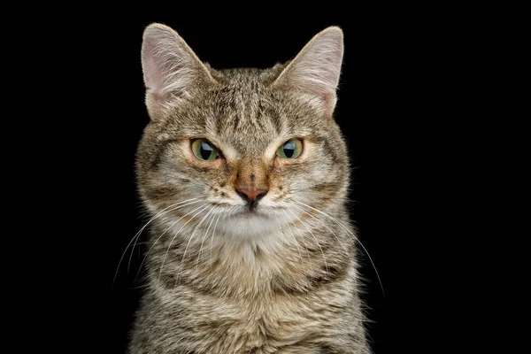 Портрет Незвичайної Кішки Широким Носом Погляд Зморщений Ізольованому Чорному Тлі — стокове фото