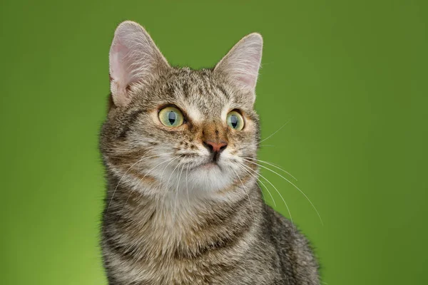 Portrét Neobvyklé Kočky Širokým Nosem Pohled Zelené Pozadí Pohled Zepředu — Stock fotografie