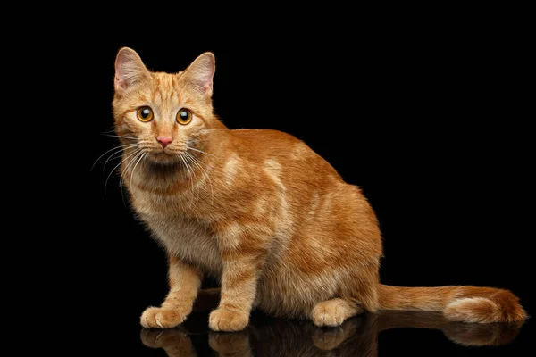 Ginger Kot Siedzi Izolowanym Tle Czarny — Zdjęcie stockowe