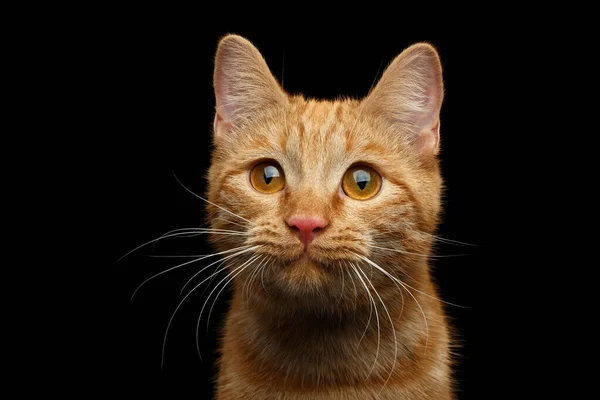 Close Retrato Cara Gato Gengibre Com Interesse Olhando Para Câmera — Fotografia de Stock