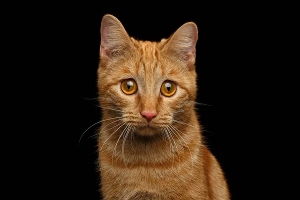 Retrato Ginger Cat Tristemente Mirando Cámara Sobre Fondo Negro Aislado — Foto de Stock