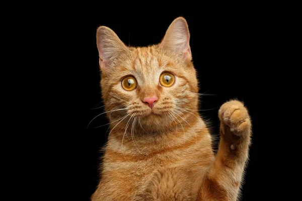 Portré Ból Ginger Macska Arc Val Mancs Látszó Val Csodálkozás — Stock Fotó
