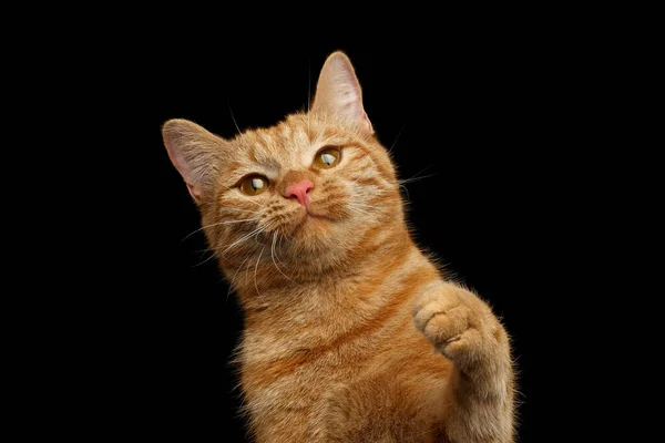 Portré Ból Ginger Macska Elégedett Arc Val Mancs Izolált Fekete — Stock Fotó
