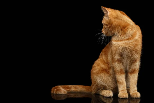 Рыжая Кошка Сидит Смотрит Сторону Изолированном Черном Фоне Вид Спереди — стоковое фото