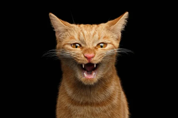 闭锁黑色背景下张嘴尖叫的狂犬病猫的肖像 — 图库照片
