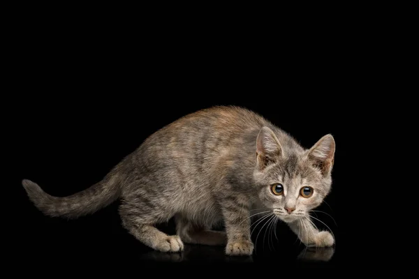 Frightened Kitten Crouching Isolated Black Background — Stock Photo, Image