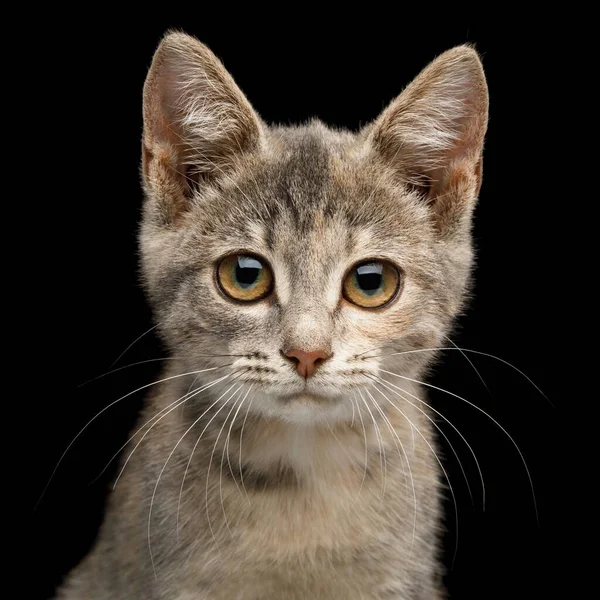 Portrait Tortoise Fur Kitten Gazing Big Eyes Isolated Black Background — Stock Photo, Image