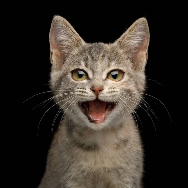Lustiges Porträt Von Happy Kitten Stare Mit Breitem Lächeln Auf — Stockfoto