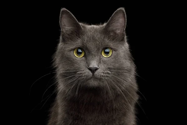 Cute Portrait Grey Mixed Breed Cat Isolated Black Background — Stock Photo, Image