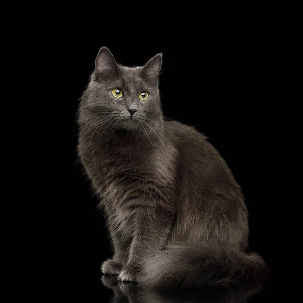 Adorable Grey Mixed Breed Cat Yellow Eyes Sitting Isolated Black — Stock Photo, Image