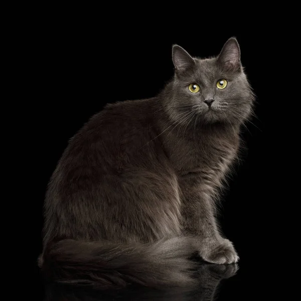 Adorable Grey Mixed Breed Cat Yellow Eyes Sitting Looks Cute — Stock Photo, Image