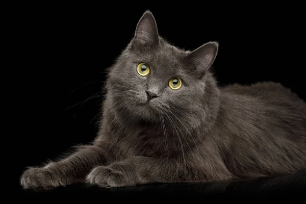 黄色眼睛的可敬的灰混种猫在孤立的黑色背景下躺在照相机里看 — 图库照片