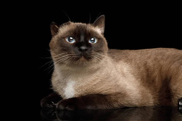 Close Siamese Cat Damaged Ear Otitis Gazing Isolated Black Background — Stock Photo, Image