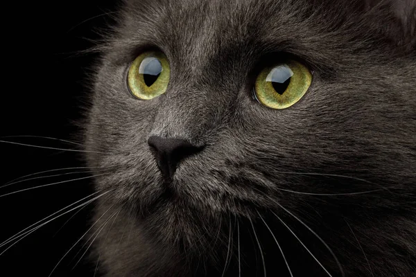 閉鎖像黒の背景に黄色の目を持つ灰色の混合品種の猫 ストック写真