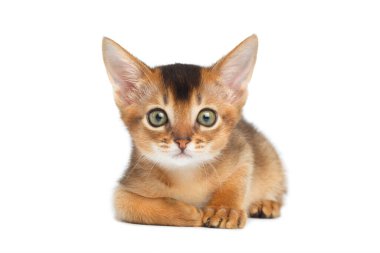 Sevimli Habeşli Kedicik İzole edilmiş Beyaz Arkaplan 'da yatıyor.