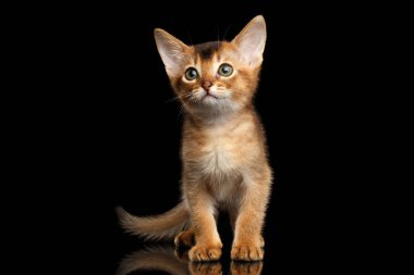 Komik Habeş kedisi. Kıllı kuyruğuyla tek başına Kara Arkaplan 'da dikiliyor.