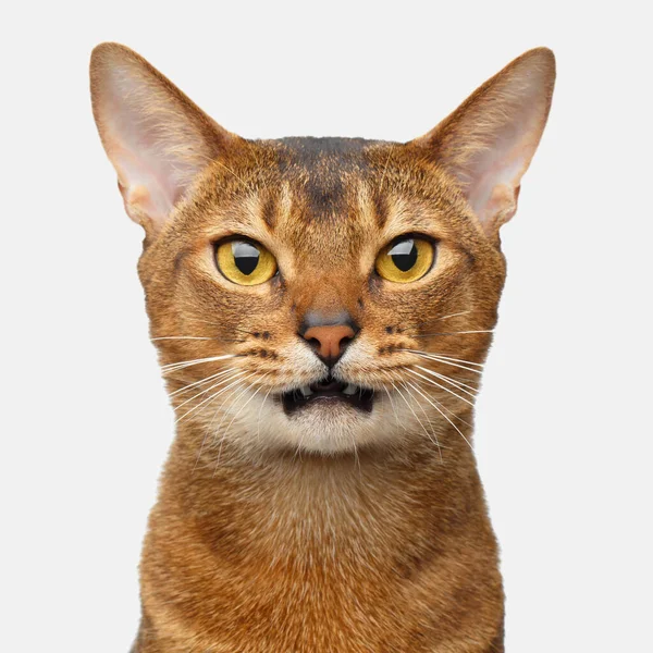 Retrato Gato Abissínio Rabugento Com Boca Aberta Perguntando Isolado Fundo — Fotografia de Stock