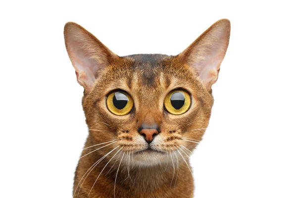 Retrato Asombro Gato Abisinio Con Ojos Grandes Mirada Sorprendida Aislada — Foto de Stock