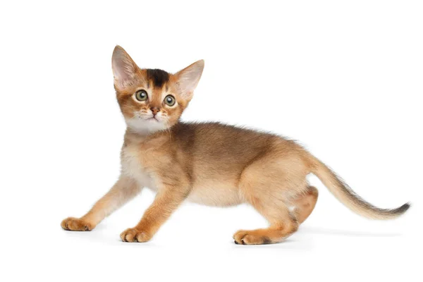 Abyssinian Kitty Play Isolated White Fon Side View — стоковое фото