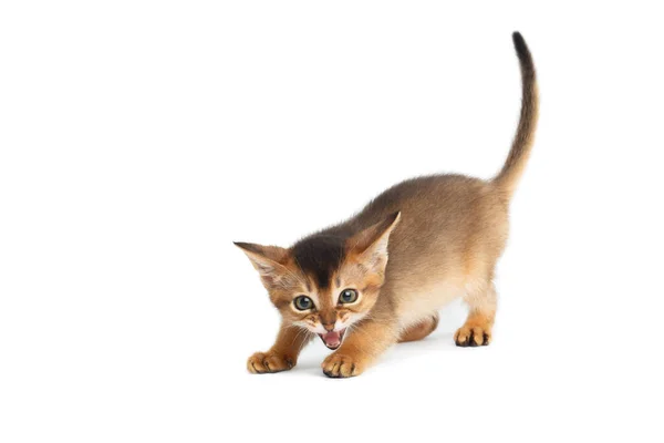 Hissing Abyssinian Kitty Som Vild Katt Isolerad Vit Bakgrund — Stockfoto