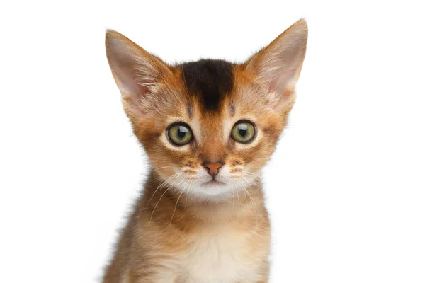 Closeup Portrait Cute Abyssinian Kitty Interesting Looking Camera Isolated White — Stock Photo, Image