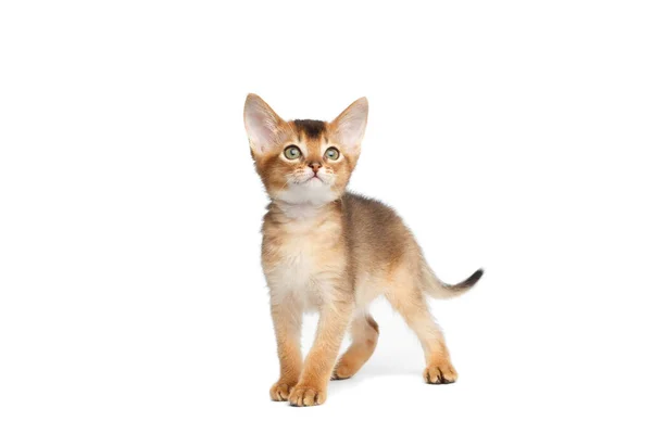 Playful Abyssinian Kitty Standing Isolated White Background Looking — Stock Photo, Image