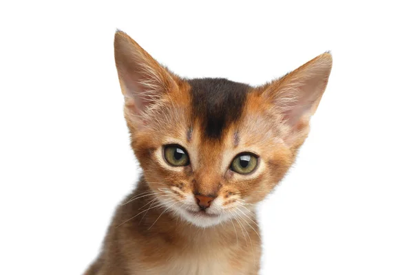 Närbild Porträtt Söt Abyssinian Kitty Intressant Titta Kameran Isolerad Vit — Stockfoto