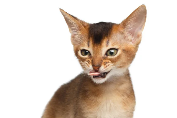 Retrato Bad Abyssinian Kitty Sobre Fondo Blanco Aislado Haciendo Caras — Foto de Stock