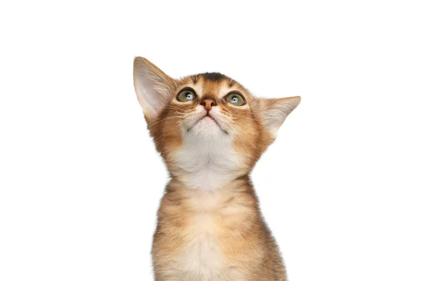 Retrato Kitty Abissínio Olhe Para Cima Fundo Branco Isolado — Fotografia de Stock