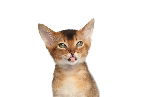 Porträtt Dumma Abyssinian Kitty Isolerad Vit Bakgrund Att Göra Ansikten — Stockfoto