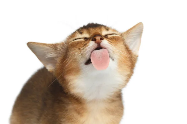 Lovely Abyssinian Kitty Licking Screen Isolated White Background Making Faces — Stock Photo, Image