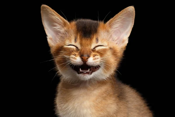 Rires Kitty Abyssinien Avec Les Yeux Fermés Drôles Sur Fond — Photo