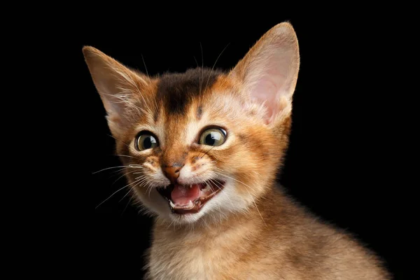 Amazement Abyssinian Kitty Open Mouth Eyes Surprise Isolated Black Background — Stock Photo, Image