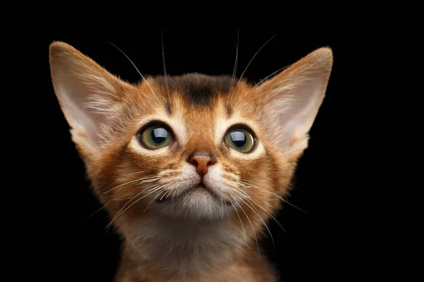 Retrato Cute Abyssinian Kitty Con Ojos Enormes Sobre Fondo Negro — Foto de Stock