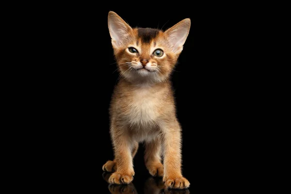 Rolig Abyssinian Kitty Stående Med Blinkande Öga Isolerad Svart Bakgrund — Stockfoto