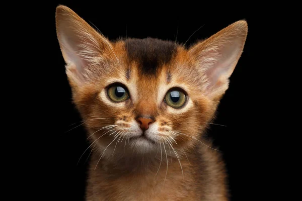 Porträtt Söta Abyssinian Kitty Med Stora Ögon Isolerad Svart Bakgrund — Stockfoto