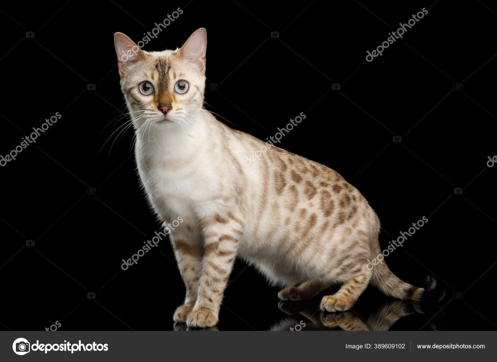 Leopard Snow Bengal Kitten Price Leopard Cat Price Snow Bengal