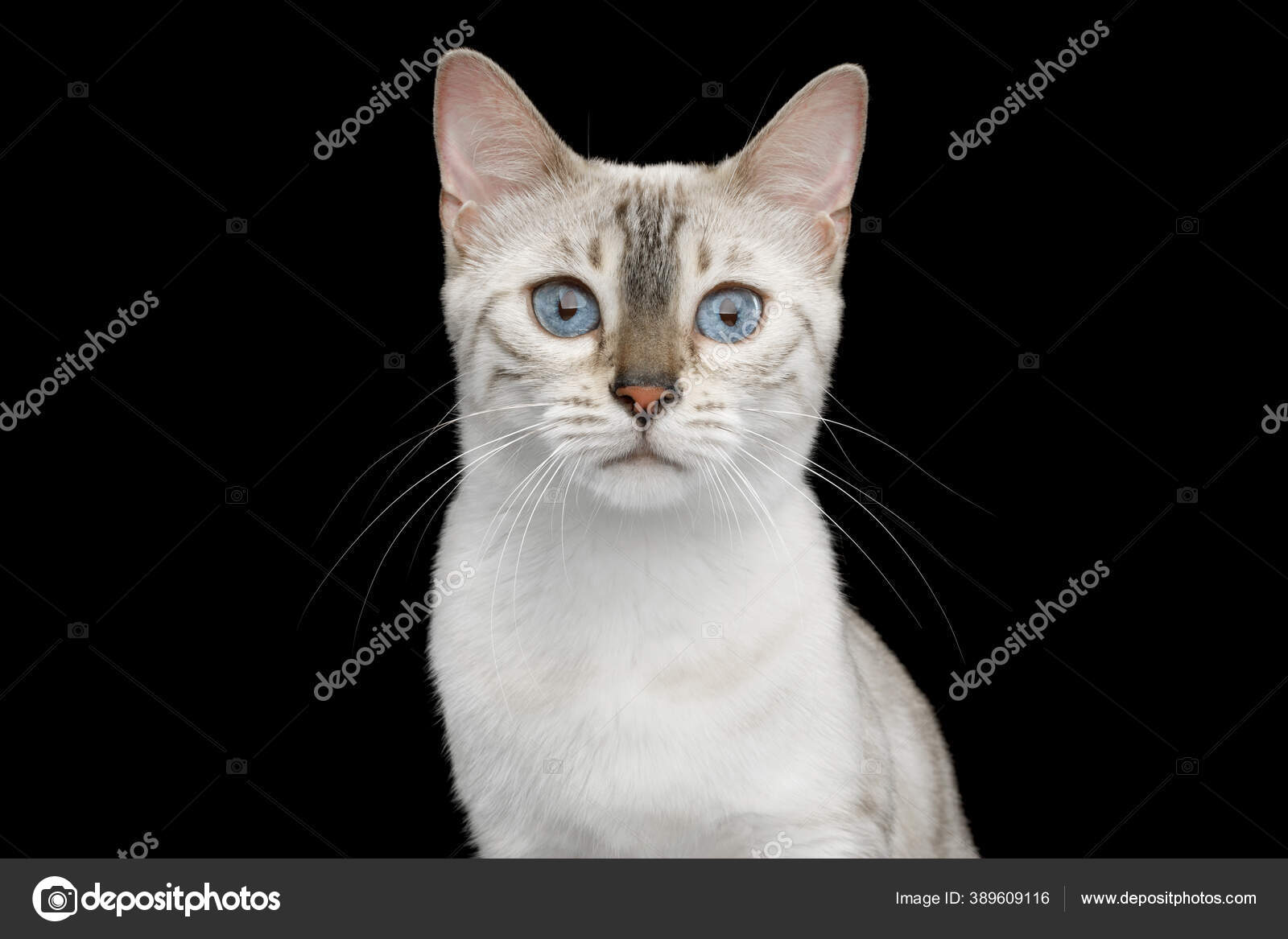 Portrait Snow White Bengal Cat Blue Eyes Isolated Black Background