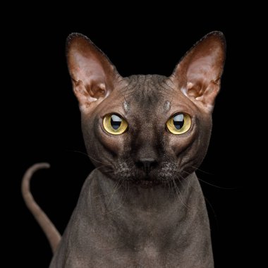 Kuyruklu Sphynx Cat 'in sevimli portresi, Kara Arkaplan' da izole edilmiş, ön manzara
