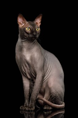 Tapılası Sphynx Cat yan yana oturuyor ve bakıyor, Kara Arkaplan 'da izole edilmiş, ön manzara