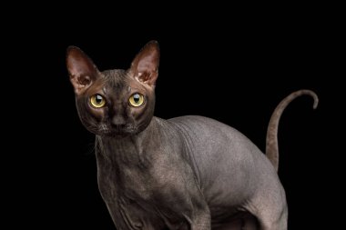 Yakından Meraklı Sphynx Cat, ilgiyle bakıyor, Kara Arkaplan 'da izole edilmiş, ön görünüm