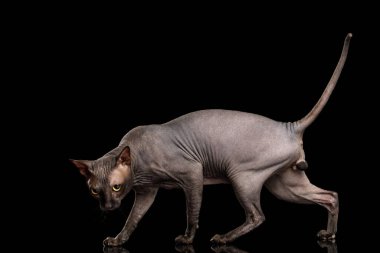Mad Sphynx Kedi çömelmiş ve kızgın bakışlar, Kara Arka plan, yan görünüm izole