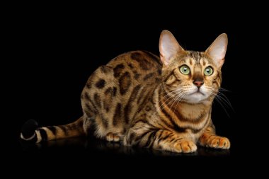 Şirin Altın Bengal Kedisi İzole edilmiş Siyah Arkaplan 'da yatıyor