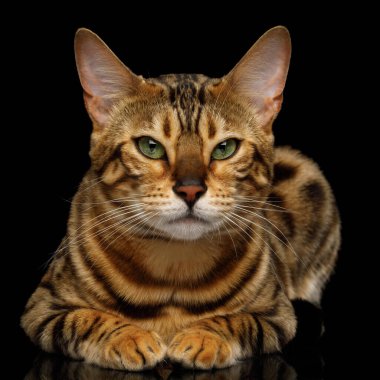 Cute Gold Bengal Cat Lying on isolated Black Background, front view clipart